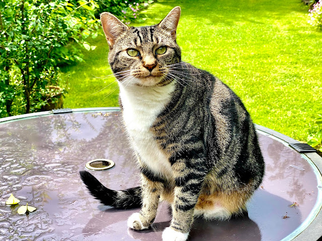 A tabby cat with white feet sitting on a wet glass table in the garden