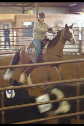 Summer the cow horse 2011