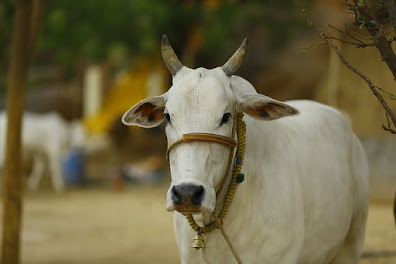 माझा आवडता प्राणी गाय निबंध मराठी |  Essay on Cow in Marathi.