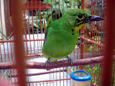 Harga Cucak Ijo Di Banyuwangi Kata Baca O