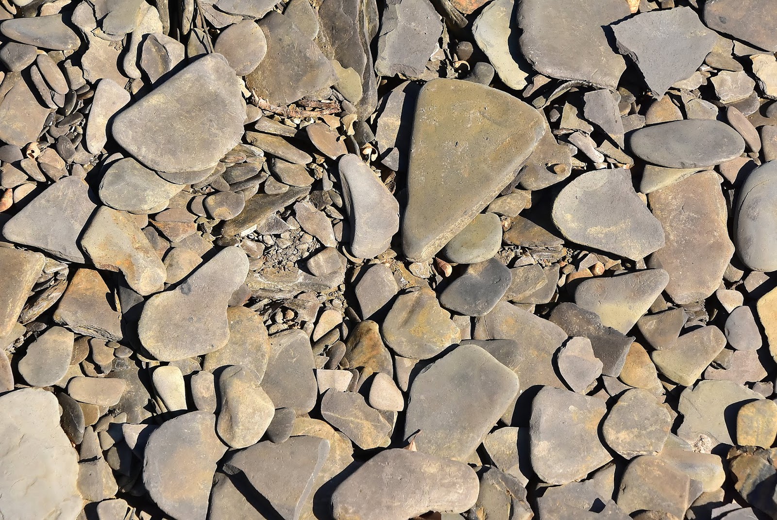 TRAVEL WITH THE BAYFIELD BUNCH)) TUNDRA SWANS, ROCK KETTLES AT KETTLE