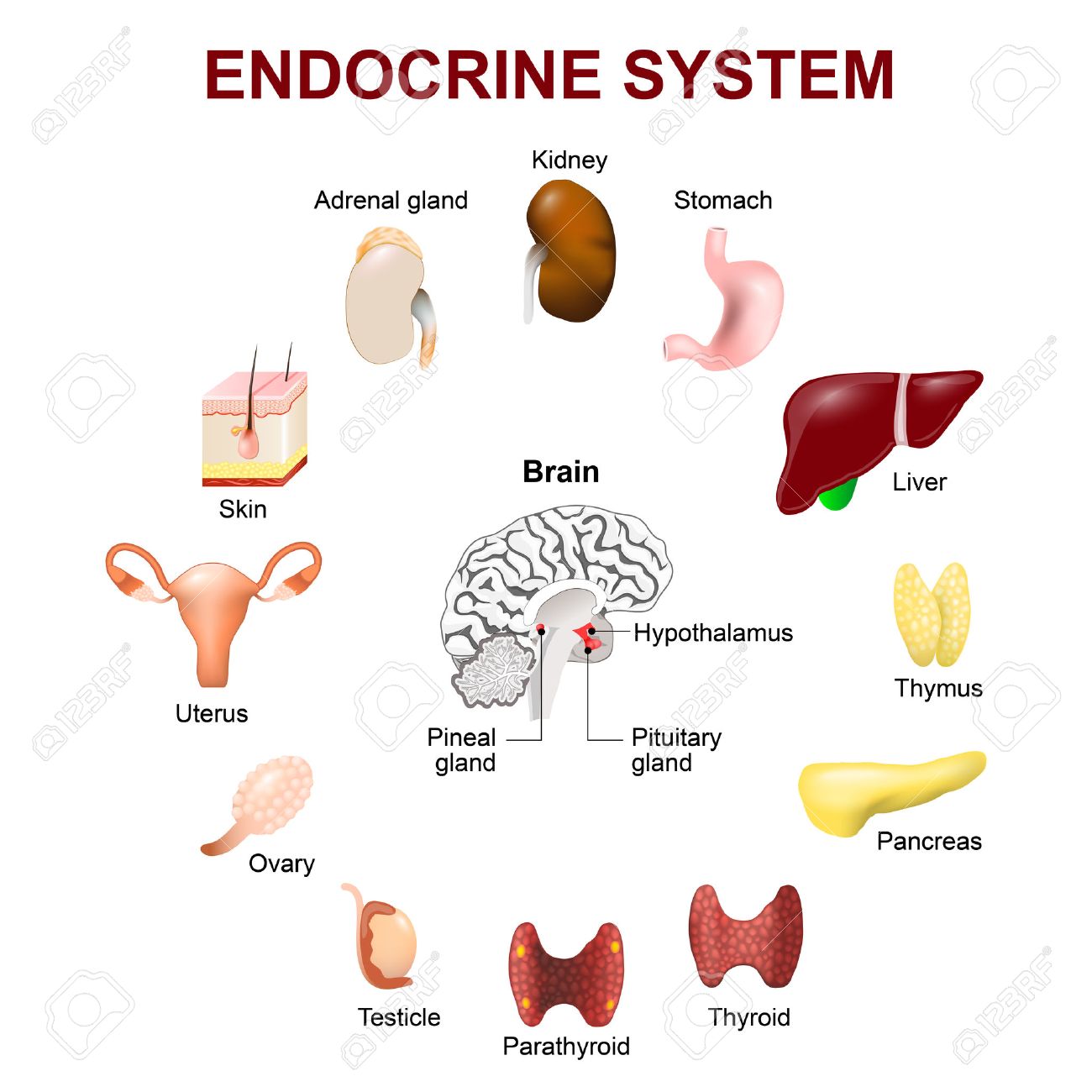 √70以上 exocrine glands meaning in marathi 177667