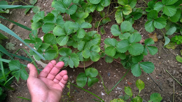 Now have many strawberry plants that you can use to start a new strawberry bed, or offer to you family and friends!