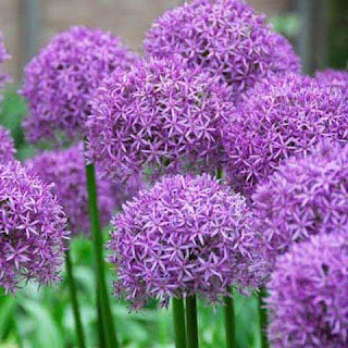 Allium aflatunense Allium aflatunense