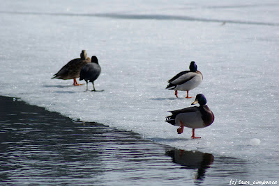 Rata Duck Pato Canard Änte Πάπια