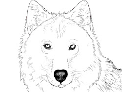 wolf draw drawing wolves head step howling drawings easy simple steps sketch cliparts pretty getdrawings left