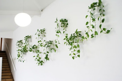 Como utilizar plantas na decoração de interiores