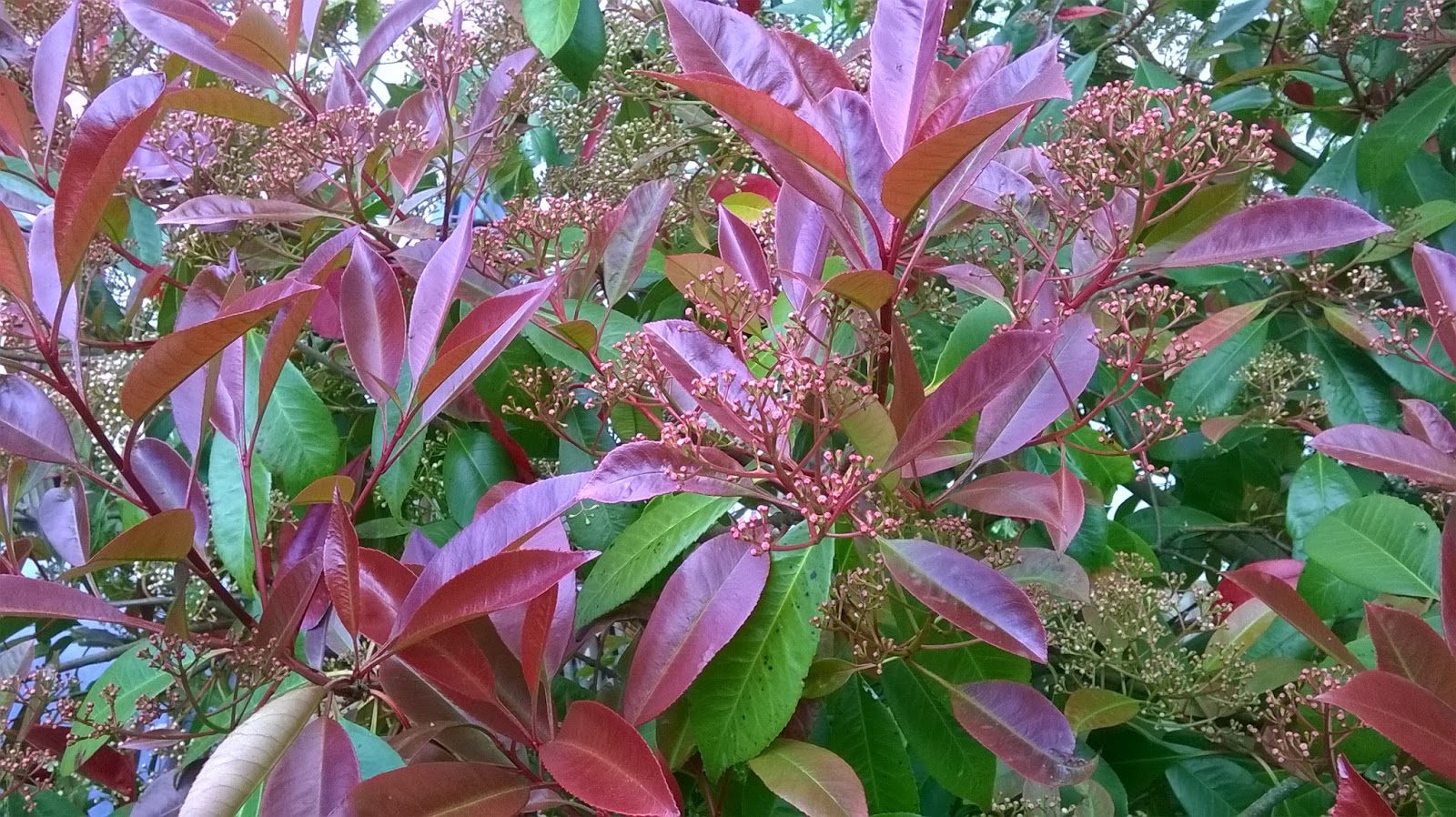 Life Between The Flowers Evergreen Photinia Red Robin For