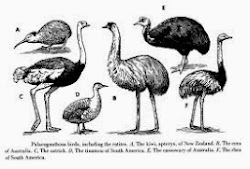 flightless birds bird clipart types non spells themed pages clipground