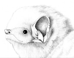 drawing animal easy bat sketch animals drawings sketches paintingvalley gift ani
