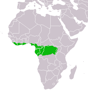 Afrika cüce geyiğinin dağılım haritası