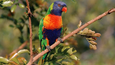 Parrot Disease – Reconize the Symptoms