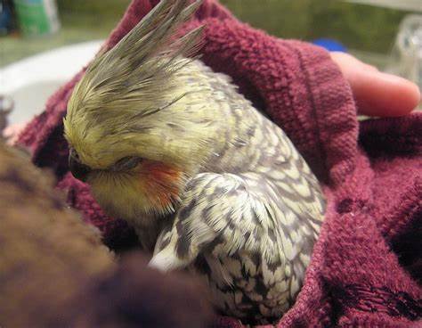 How To: Recognizing Sick Birds - Pet Bird Care Us