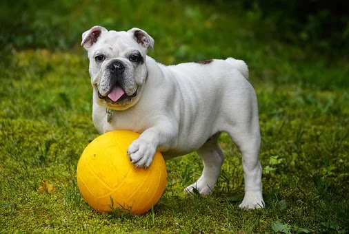 The difference between French bulldog and American bulldog and English