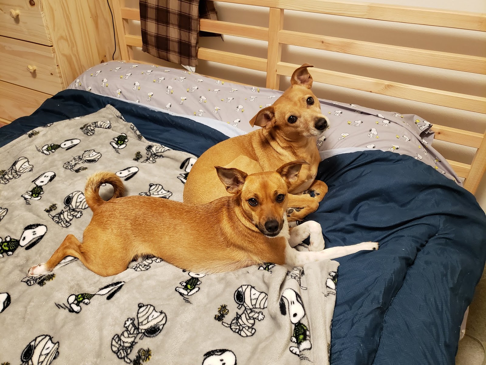 ZoePhee My Dog Won't Go POTTY! Potty Training the World's Most