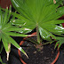 Serdang Schirmpalme (Livistonia rotundifolia) oder Rundblättrige Livistonie