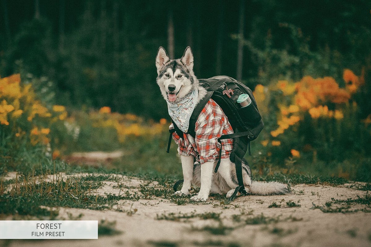 Presets Tone Màu Xanh Lá Cây Phù Hợp Với Ảnh Dã Ngoại – Forest Lightroom Presets (DNG, XMP, LR)