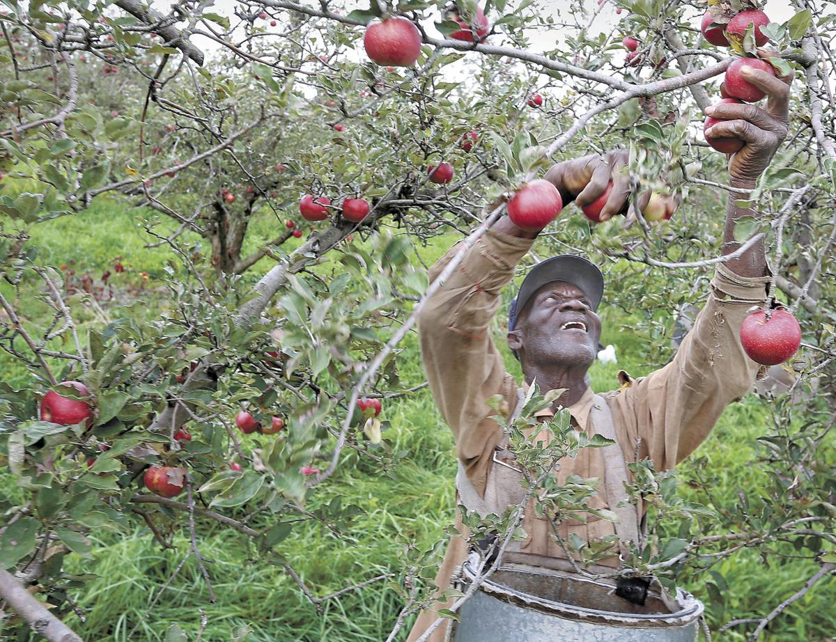 Harvesting Labourer Needed In Canada APPLY HOLARNS