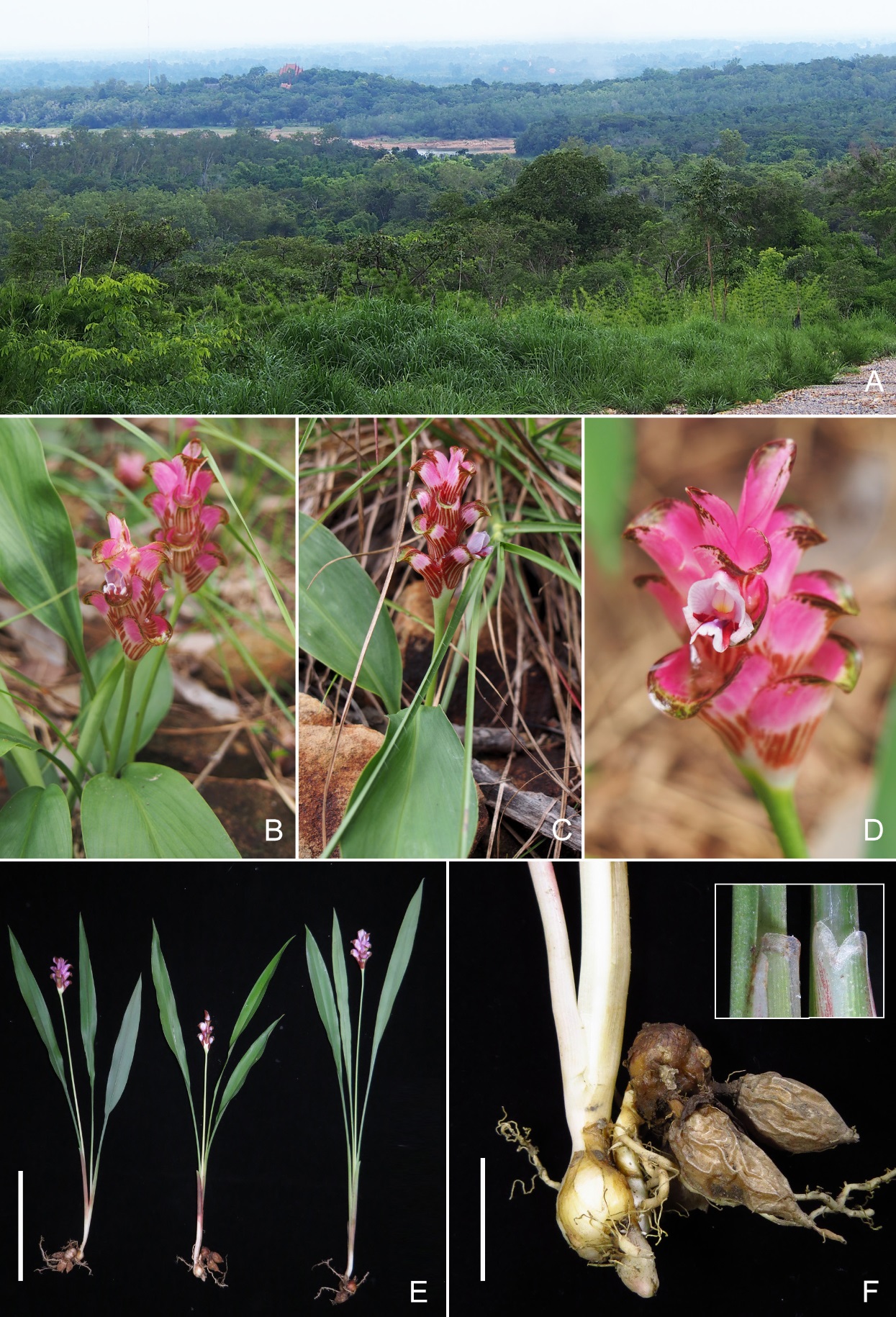Species New to Science: [Botany • 2021] Curcuma lithophila & C. rufostriata  (Zingiberaceae) • Two New Species from Thailand, and Additional Notes on C.  papilionacea
