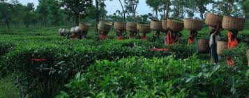 Tea Garden of Bangladesh