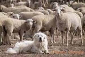 भोटिया कुत्ते भेड़–बकरियों के संरक्षक व छोटे बच्चों के प्रति काफी स्नेह रखने वाले होते हैं। Himalayan Sheep Dog or Bhotia Dog friend of Kids and Sheeps
