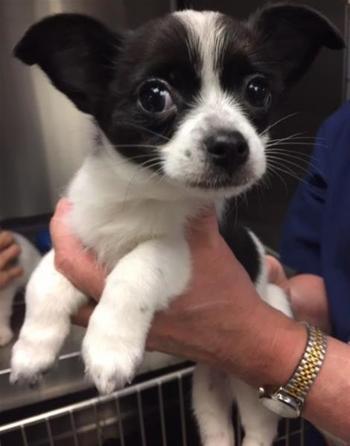 Shelter of Portland: "TEDDY BEAR" week old longhaired Chihuahua puppies