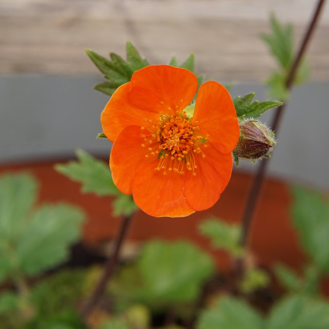 Orange geum - a stubborn optimist blog - Carrie Gault 2020