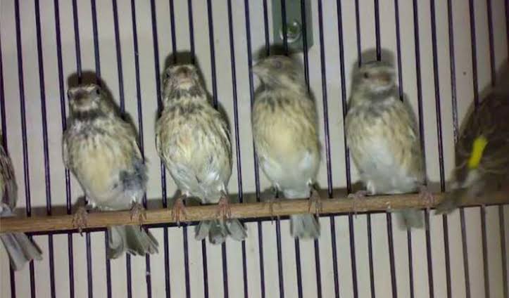44++ Burung blackthroat jantan dan betina terupdate