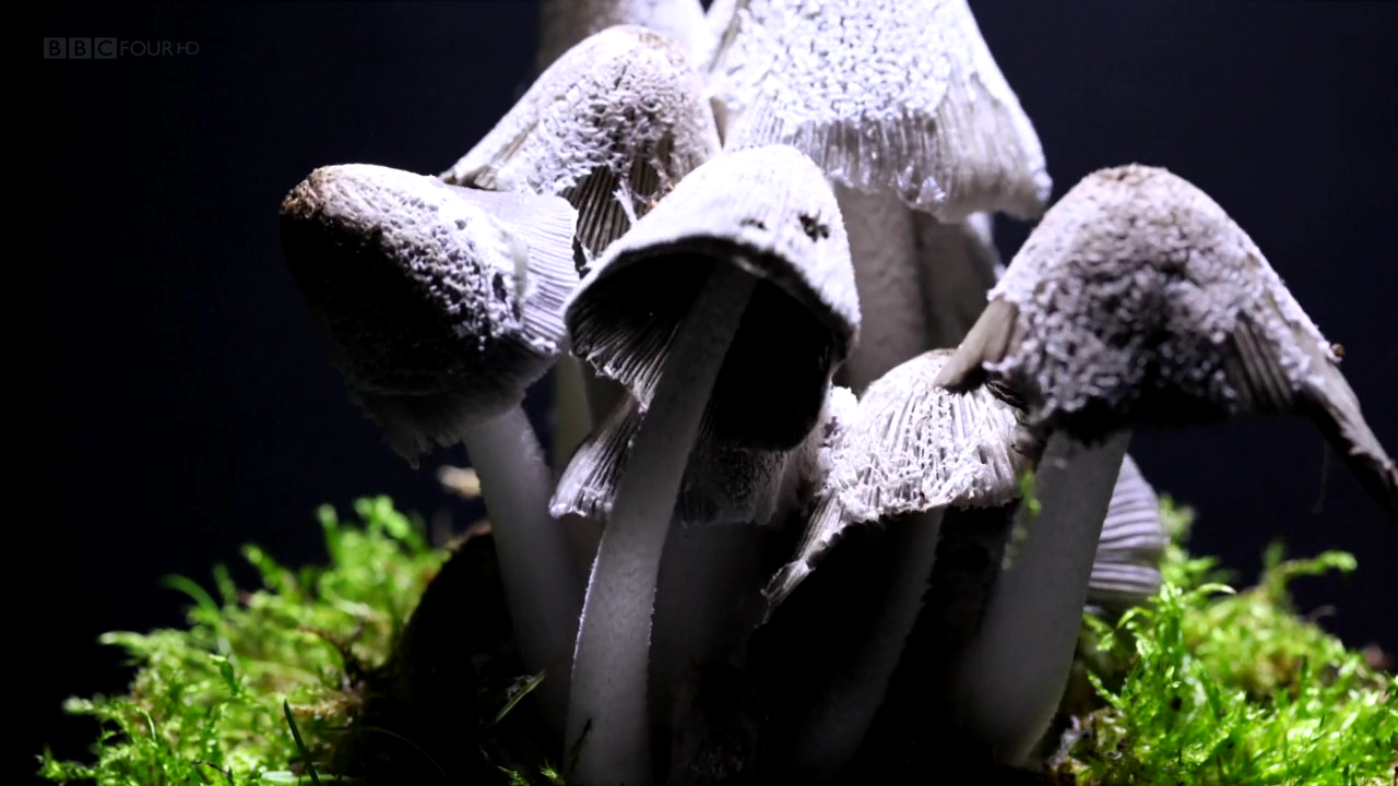 Asadal BBC The Magic of Mushrooms (2014)