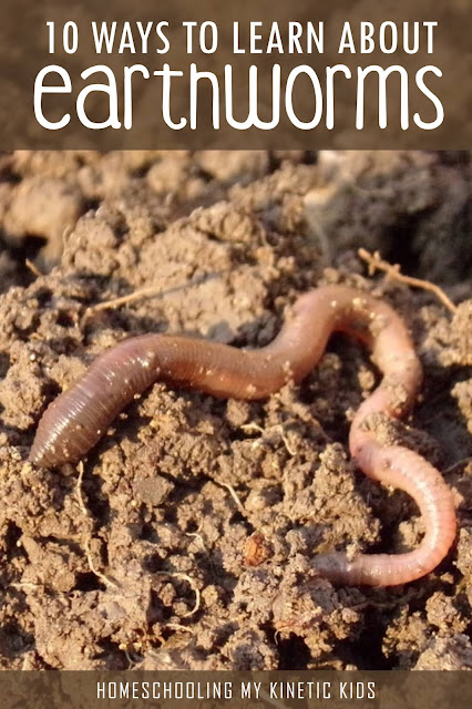 Learn about squiggly, wiggly worms with these 10 hands-on ideas for springtime or any time.  Great for a bug unit or garden theme.