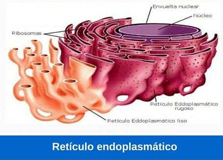 retículo endoplasmatico
