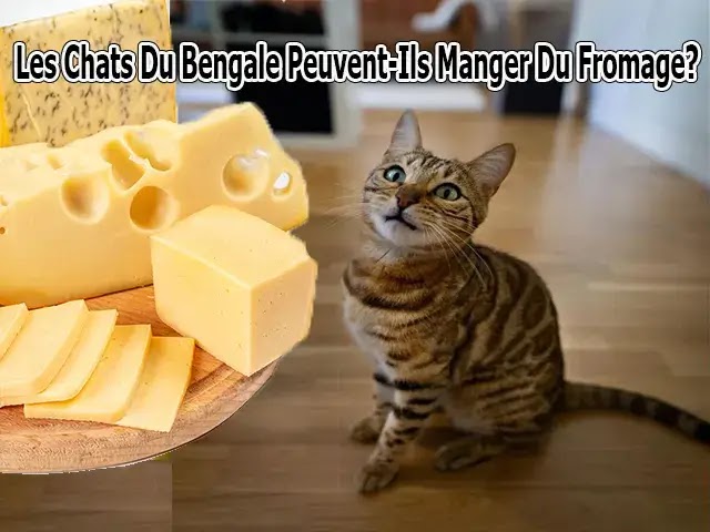 Les Chats Du Bengal Peuvent-Ils Manger Du Fromage?