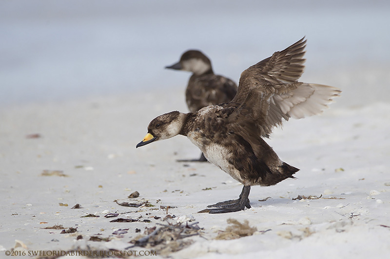 SWFloridabirder Little Estero Lagoon Spring Nesting Part II