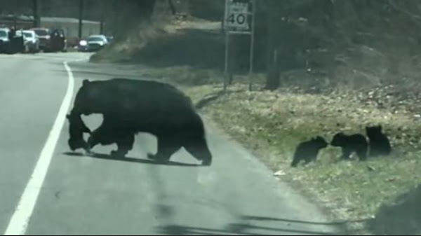Eventually, she was able to safely get all of her cubs across the road.
