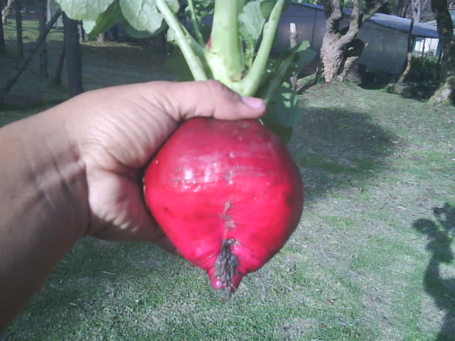 Raphanobrassica