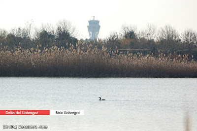 Delta del Llobregat (Baix Llobregat)