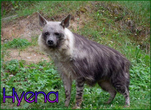 Hyena Animal In Hindi