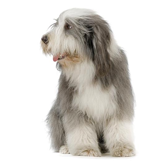 Everything about your Old English Sheepdog LUV My dogs