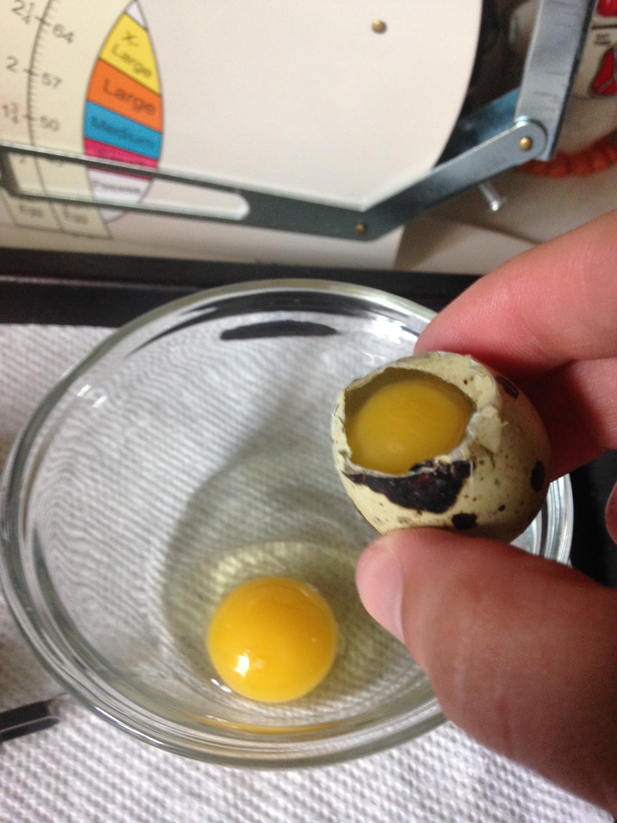 Midnight Acres Farm How to Crack a Quail Egg