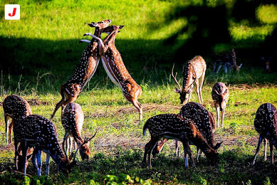 हिरण ,बारहसिंगा ,raindear in Betla National park , Betla tourism , Jharkhand tourism , jharkhandblogs