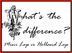 Mini Lop vs Holland Lop