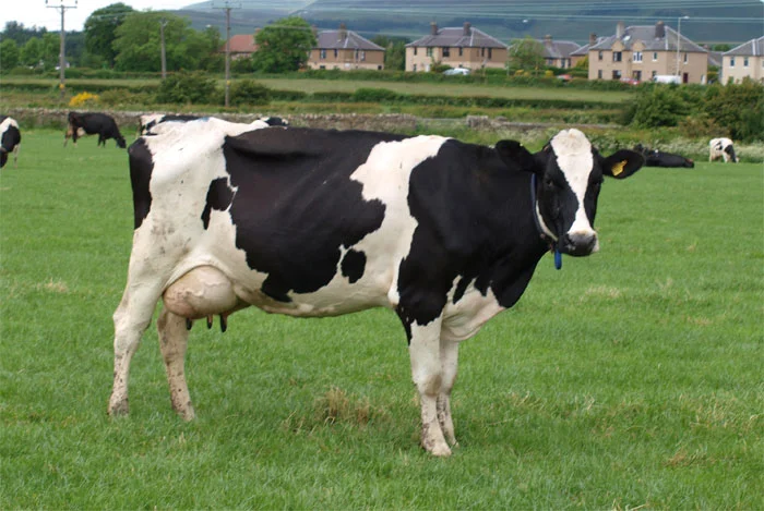 Holstein Friesian  AVERAGE YIELD 9-10 kg | POTENTIAL 30-40 kg  The large animals with black and white markings originated in northern Holland and Friesland.  Known for its high milk yield, it has become the mainstay of the global dairy industry and outnumbers  all other breeds in the US,  Photo: