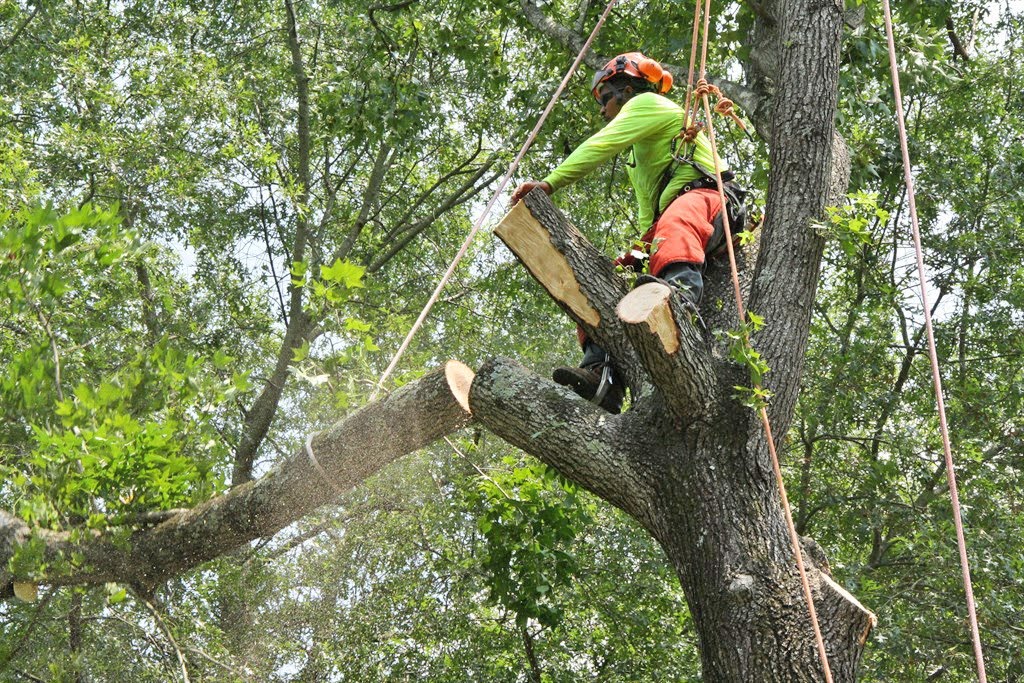 Arborist Cut Tree Service Service Information Network