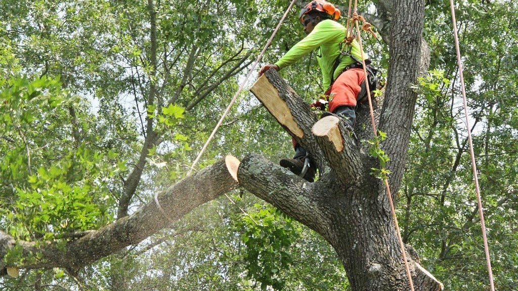 Arborist Cut Tree Service Service Information Network