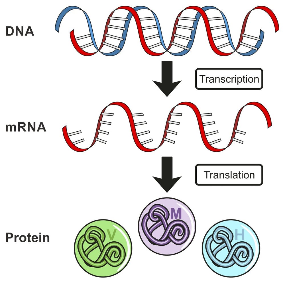 a3Genealogy DNA vs mRNA for Genealogists