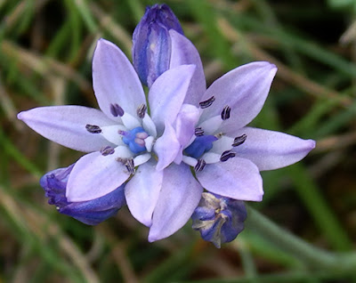 Flores azules de escila de primavera (Scilla verna)