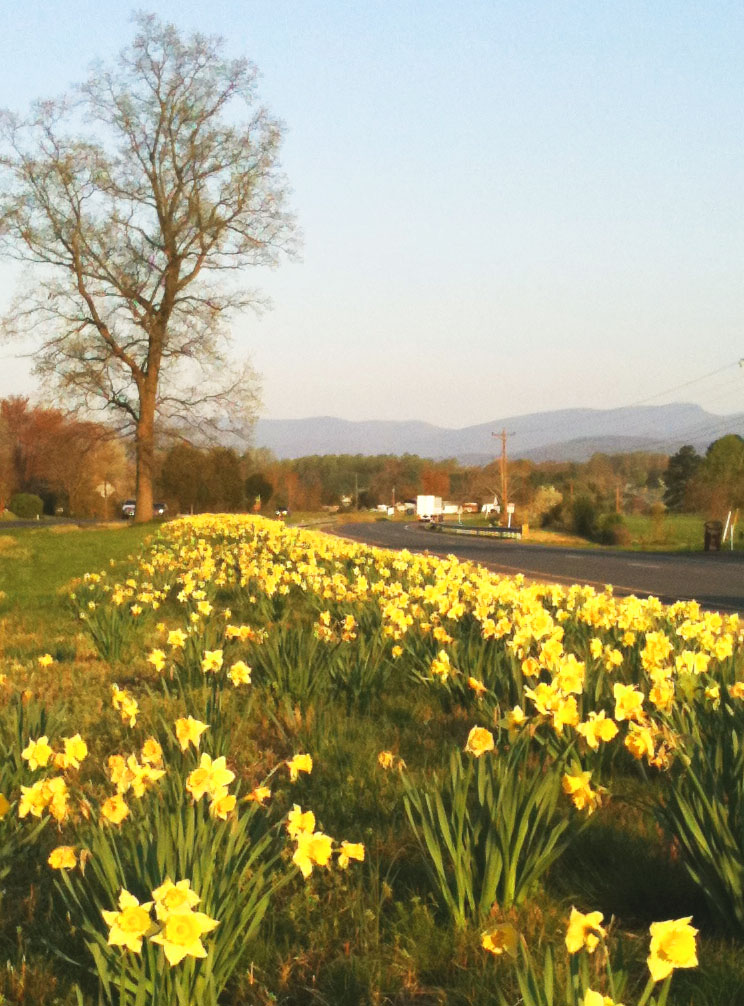 Culpeper Virginia Culpeper Spring Highway