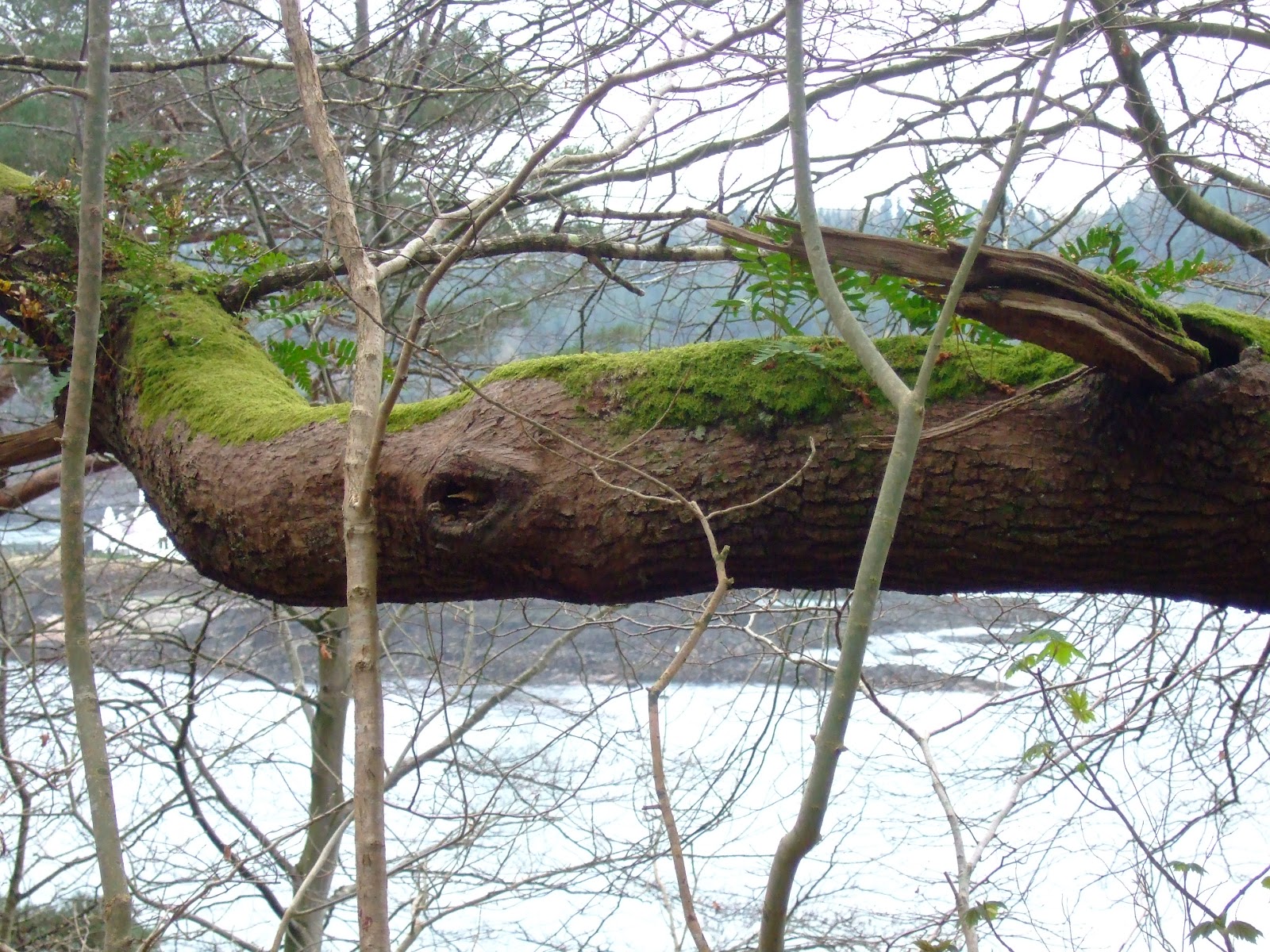 Bangor 2012 2012 03 22 Forstbotanischer Garten