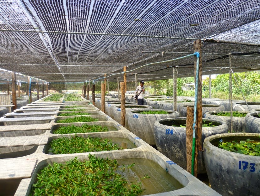 siapkan pompa air budidaya udang air tawar di drum