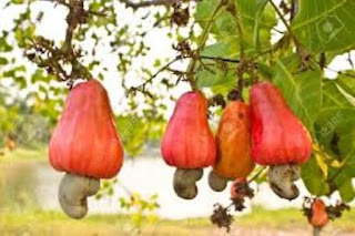 काजू के तथ्य (Cashew Facts) | Top Interesting facts about cashews | Josforup